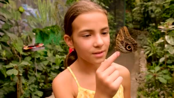 Trópusi Pillangó Kéznél Szelektív Fókusz Természet — Stock videók