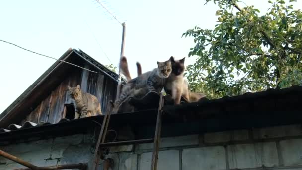 Безпритульні Коти Даху Вибірковий Фокус Тварин — стокове відео