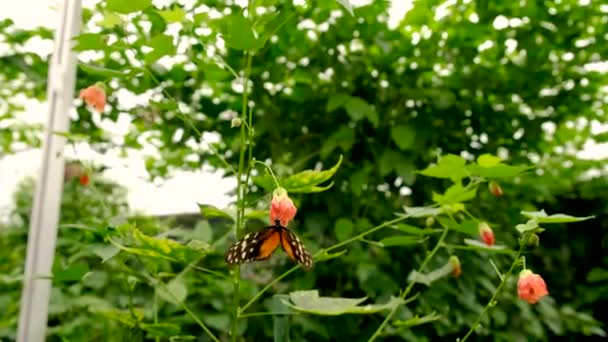 Kupu Kupu Kebun Tropis Fokus Selektif Alam — Stok Video