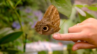 Elimizde tropik kelebek var. Seçici odaklanma. Doğa.