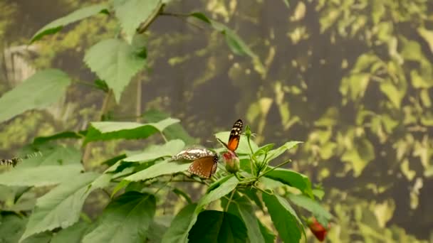 Mariposa Jardín Tropical Enfoque Selectivo Naturaleza — Vídeos de Stock