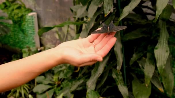 热带蝴蝶在手 有选择的重点 — 图库视频影像