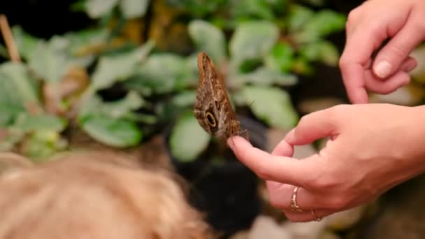 Тропическая Бабочка Рукой Избирательный Фокус Природа — стоковое видео