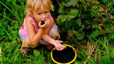 Bir çocuk bahçede böğürtlen yiyor. Seçici odaklanma. çocuk.