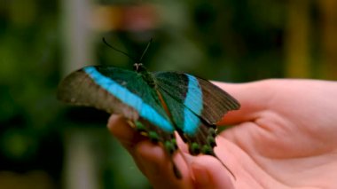 Elimizde tropik kelebek var. Seçici odaklanma. Doğa.