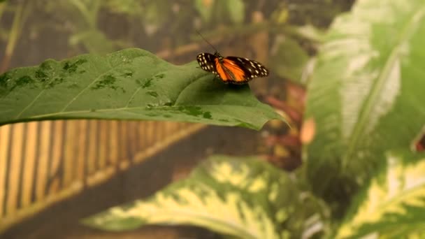 トロピカルガーデンガーデンの蝶 選択的な焦点 自然界について — ストック動画