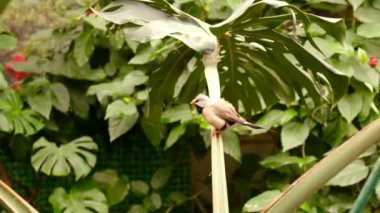 Bahçedeki tropik kuşlar. Seçici odaklanma. Doğa. Doğa.