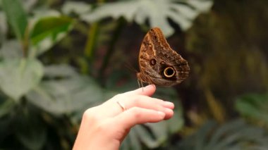 Elimizde tropik kelebek var. Seçici odaklanma. Doğa.