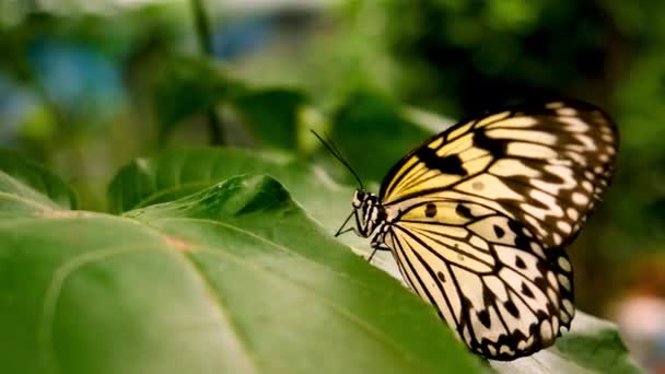 蝴蝶在热带花园 有选择的重点 — 图库视频影像