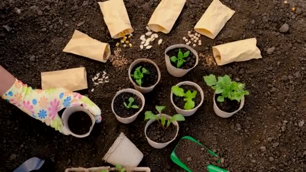 Plant Seedlings Soil Selective Focus Nature — Stock Video