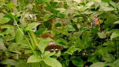 Tropik bir bahçede kelebek. Seçici odaklanma. Doğa.