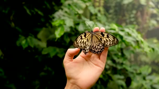 Farfalla Tropicale Portata Mano Concentrazione Selettiva Natura — Video Stock