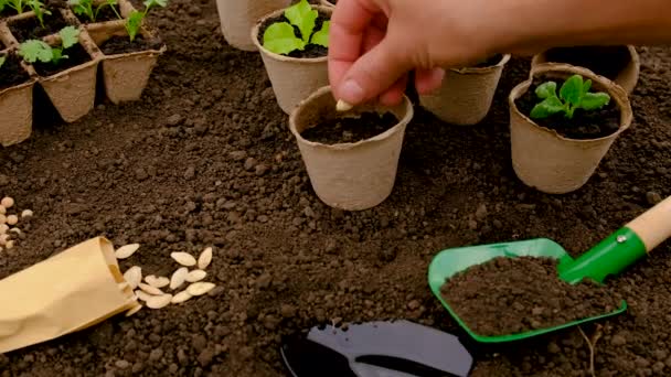Φυτέψτε Φυτά Στο Έδαφος Επιλεκτική Εστίαση Φύση — Αρχείο Βίντεο
