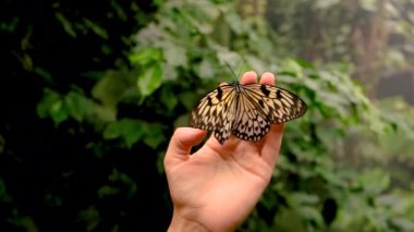 Elimizde tropik kelebek var. Seçici odaklanma. Doğa.