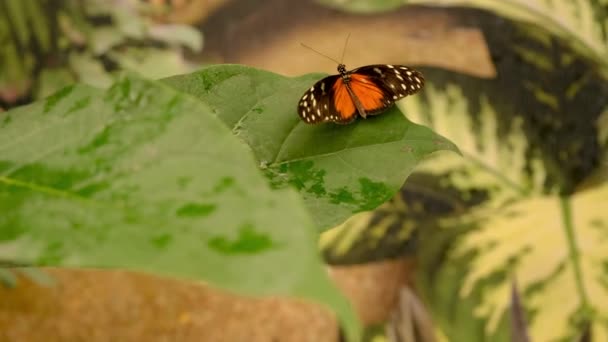 Farfalla Giardino Tropicale Concentrazione Selettiva Natura — Video Stock