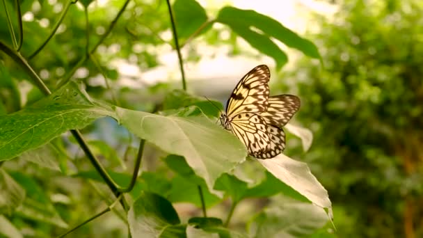 Motýl Tropické Zahradě Selektivní Zaměření Příroda — Stock video