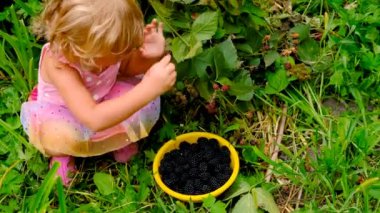 Bir çocuk bahçede böğürtlen yiyor. Seçici odaklanma. çocuk.