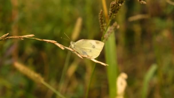 Papillon Blanc Dans Champ Focalisation Sélective Nature — Video