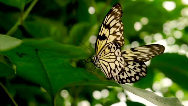 Papillon Dans Jardin Tropical Focalisation Sélective Nature — Video