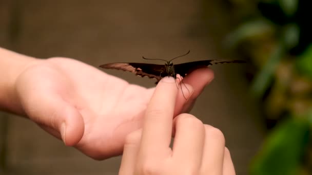 Trópusi Pillangó Kéznél Szelektív Fókusz Természet — Stock videók