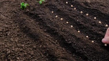Toprağa tohum ekin. Seçici odaklanma. Doğa.