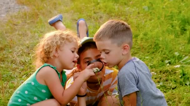 Çocuklar Büyüteçten Çiçeğe Bakarlar Seçici Odaklanma Çocuk — Stok video