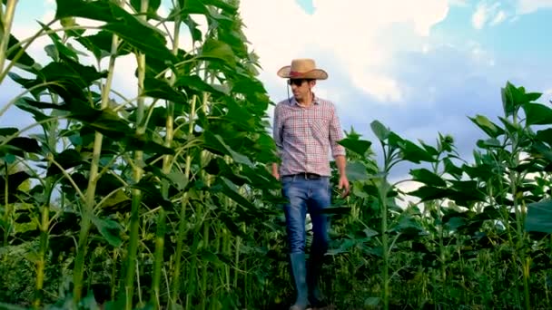 サンフラワーフィールドの農家です 選択的な焦点 自然界について — ストック動画