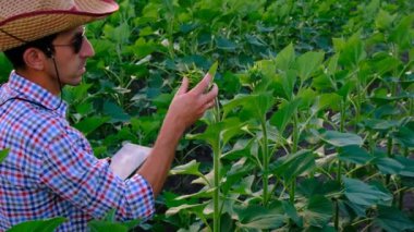 Ayçiçeği tarlasında çiftçi. Seçici odaklanma. Doğa.