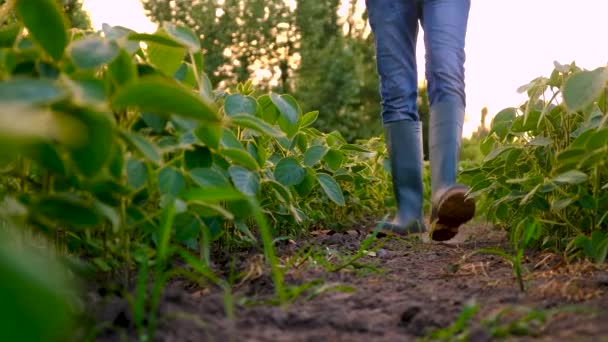 大豆分野の農家です 選択的な焦点 自然界について — ストック動画