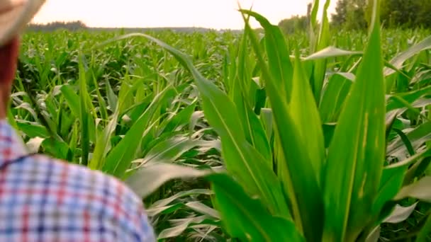 トウモロコシ畑の農民だった 選択的な焦点 自然界について — ストック動画