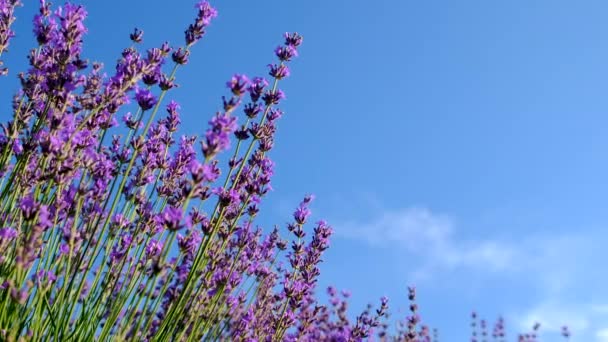 Lavendel Blomstrer Banen Selektiv Fokus Art – Stock-video