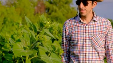 Ayçiçeği tarlasında çiftçi. Seçici odaklanma. Doğa.