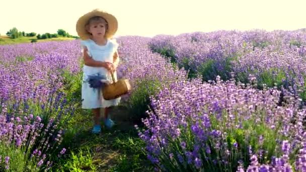Child Lavender Field Selective Focus Nature — Stock Video