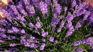 Lavanta tarlasında bir kadın. Seçici odaklanma. Doğa.