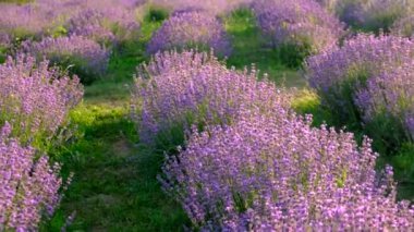 Lavanta tarlada çiçek açar. Seçici odaklanma. Doğa.