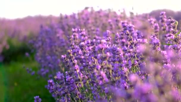 Lavendel Blommar Fältet Selektivt Fokus Natur — Stockvideo