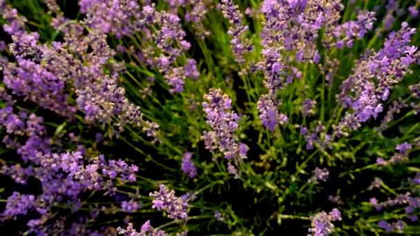Lavendel Blüht Auf Dem Feld Selektiver Fokus Natur — Stockvideo