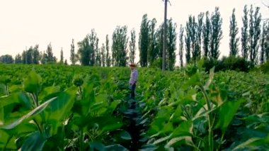 Ayçiçeği tarlasında çiftçi. Seçici odaklanma. Doğa.