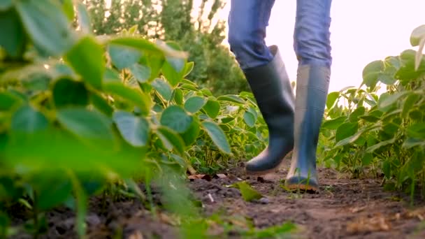 大豆分野の農家です 選択的な焦点 自然界について — ストック動画