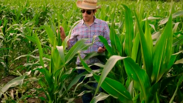 トウモロコシ畑の農民だった 選択的な焦点 自然界について — ストック動画