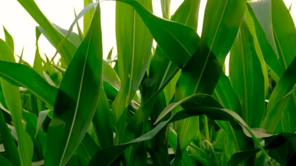 Молодая Кукуруза Поле Избирательный Фокус Природа — стоковое видео