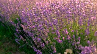 Lavanta tarlada çiçek açar. Seçici odaklanma. Doğa.
