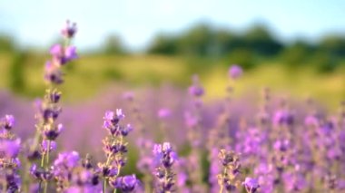 Lavanta tarlada çiçek açar. Seçici odaklanma. Doğa.
