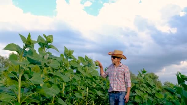 Фермер Соняшниковому Полі Вибірковий Фокус Природа — стокове відео