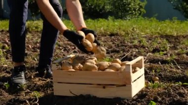 Bahçede patates hasat et. Seçici odaklanma. Doğa.