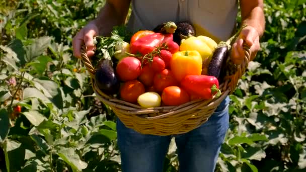 Урожай Овощей Саду Выборочный Фокус Еда — стоковое видео