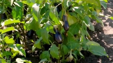 Bahçede patlıcan hasadı. Seçici odaklanma. yiyecek.