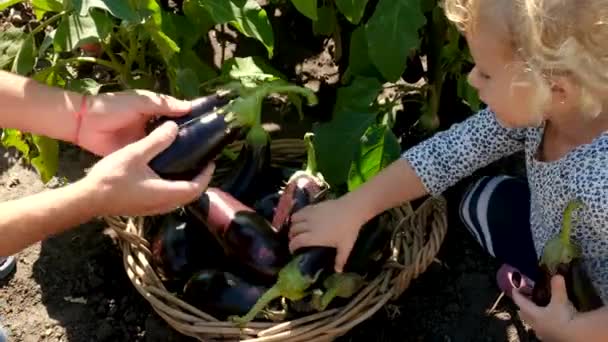 Zbiory Bakłażanów Ogrodzie Selektywne Skupienie Żywność — Wideo stockowe