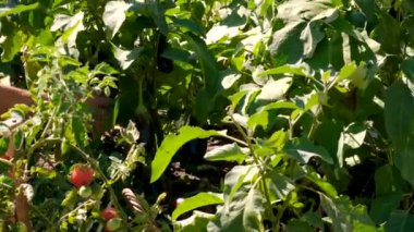 Bahçede patlıcan hasadı. Seçici odaklanma. yiyecek.