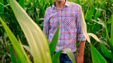 Mısır tarlasında çiftçi. Seçici odaklanma. Doğa.